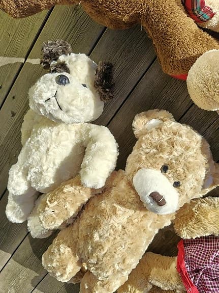 Teddybjörnar