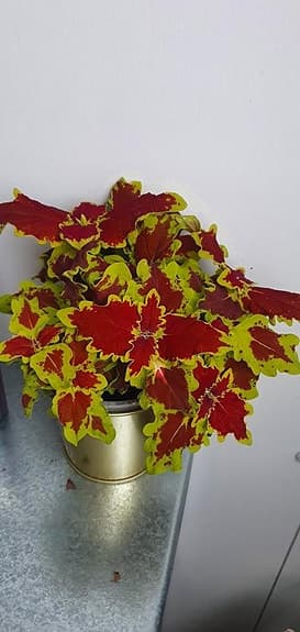 Palettblad 'Crown Jewel'