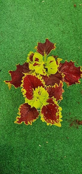 Palettblad 'Crown Jewel'