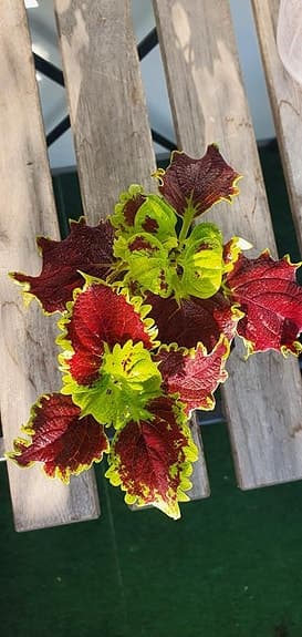 Palettblad 'Crown Jewel'