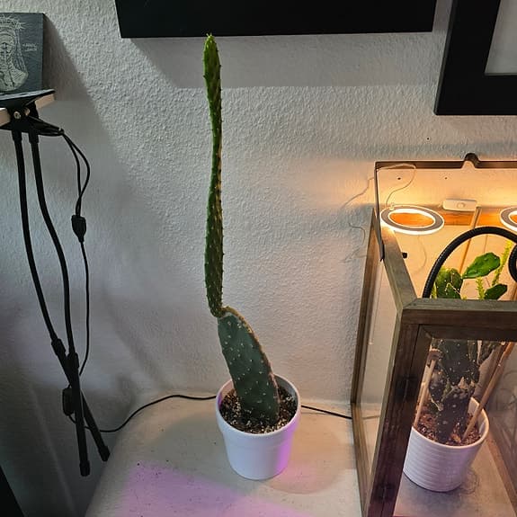 Krukväxt: Fikonkaktus - Opuntia ficus-indica