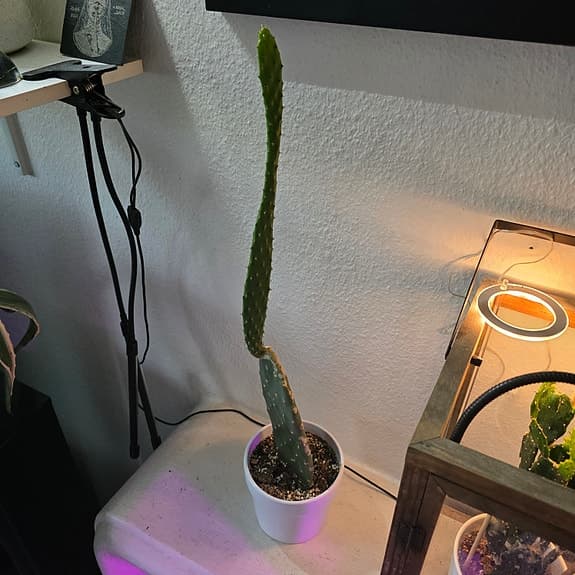 Krukväxt: Fikonkaktus - Opuntia ficus-indica
