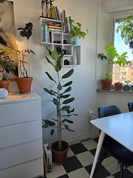 Krukväxt: Banjan, Ficus benghalensis