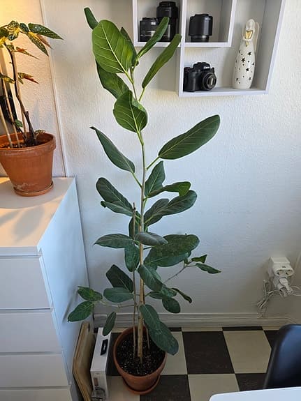 Krukväxt: Banjan, Ficus benghalensis