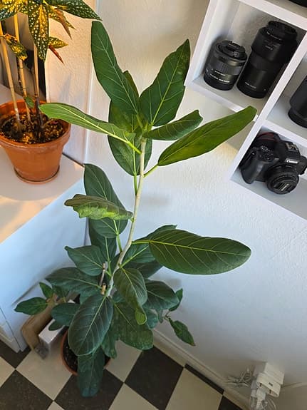 Krukväxt: Banjan, Ficus benghalensis