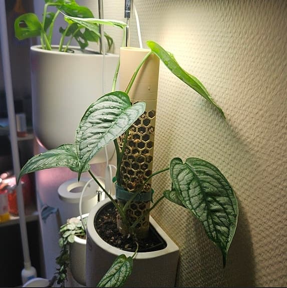 Växtstöd för Klätterväxter / Mosspelare