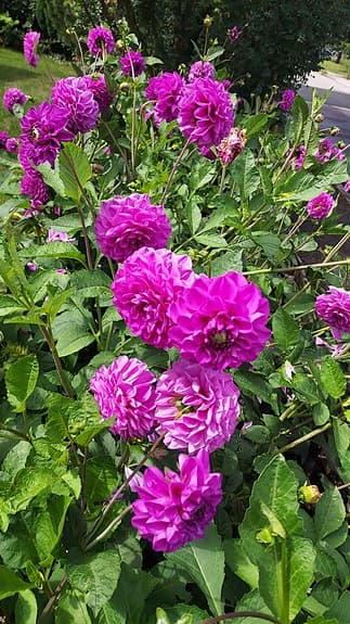 50 kg Dahliaknölar, lila färg, trolig sort purple fox