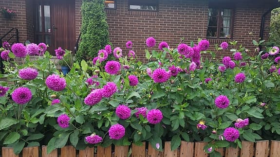 50 kg Dahliaknölar, lila färg, trolig sort purple fox