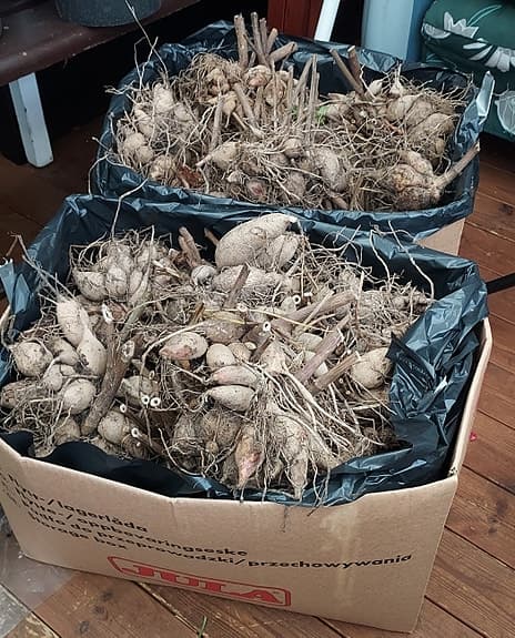 50 kg Dahliaknölar, lila färg, trolig sort purple fox