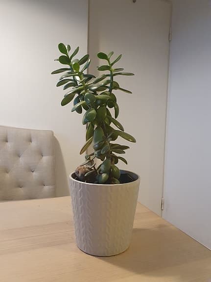 Crassula, paradisträd