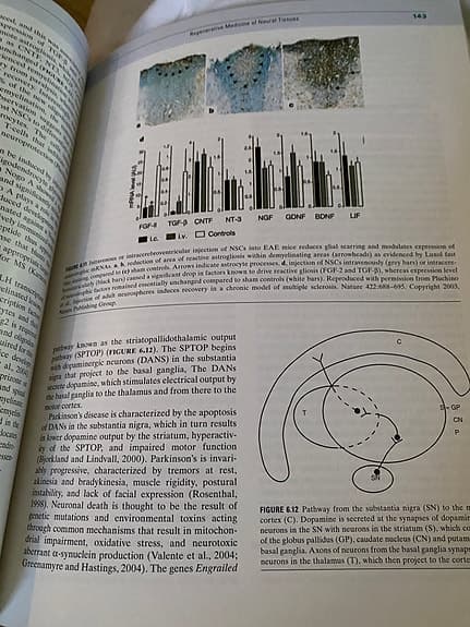 Regenerative Biology and Medicine av David L. Stocum, 2006