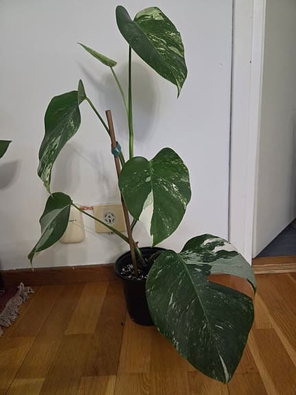 Monstera variegata ca 50