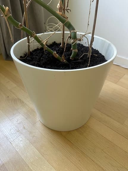 Stor vit kruka (sojaböna)