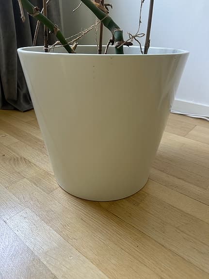 Stor vit kruka (sojaböna)