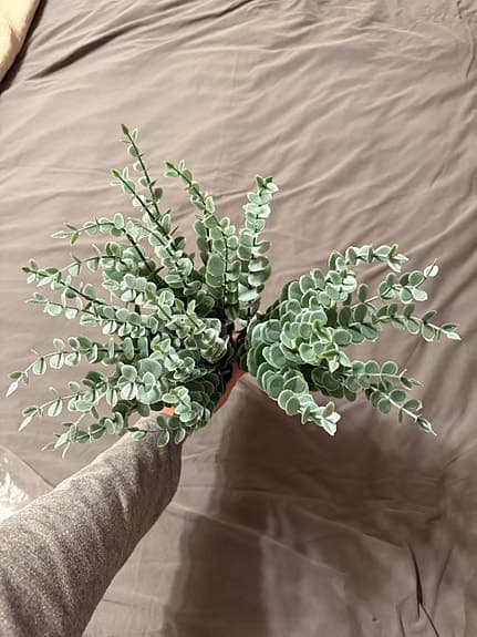 Dekorativa eucalyptus plastväxter