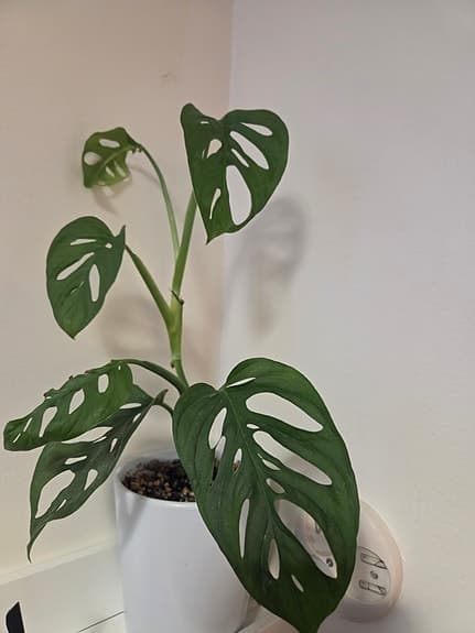 Monstera adansonii växt