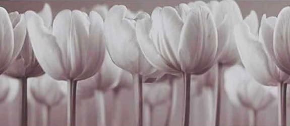 Tavla med tulpaner (140 x 56 cm) i nyskick