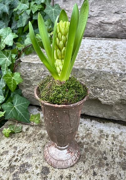 Järn Kruka / Urna - mindre på fot. Jättefin! Nyskick.