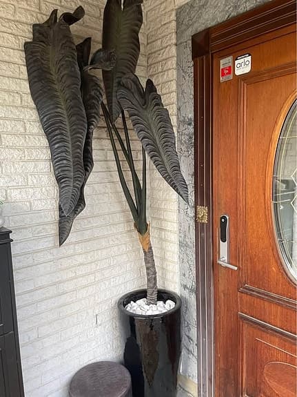 Fantastisk Konstgjord växt Alocasia höjd 2200mm färg Burgundy