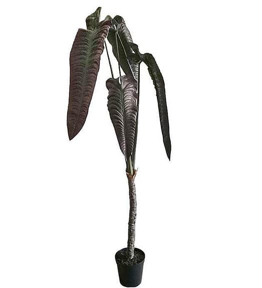 Fantastisk Konstgjord växt Alocasia höjd 2200mm färg Burgundy