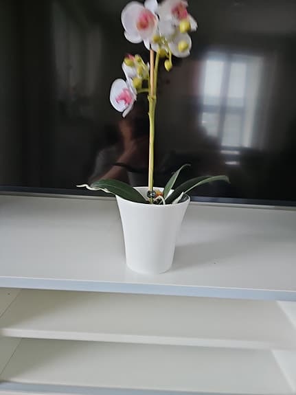 Plastblomma orkidéer