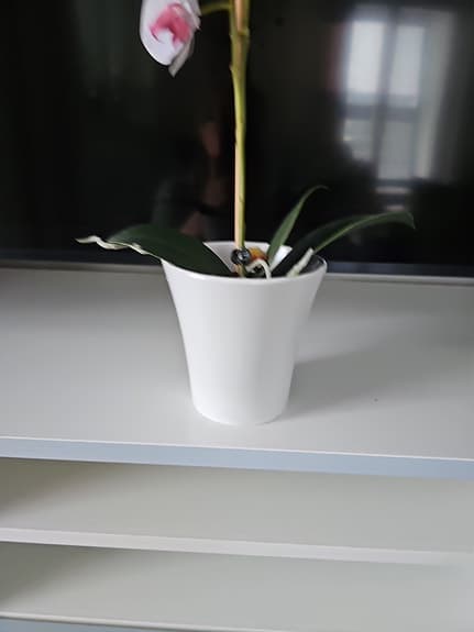 Plastblomma orkidéer