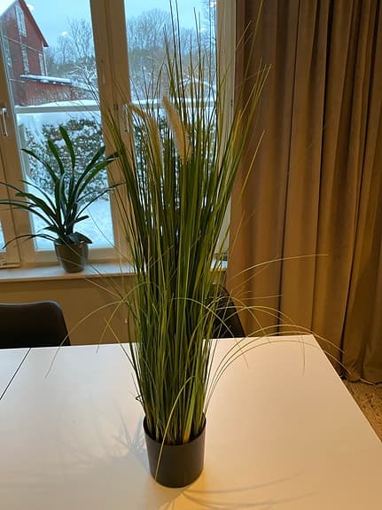 Konstväxt Gräs i svart kruka