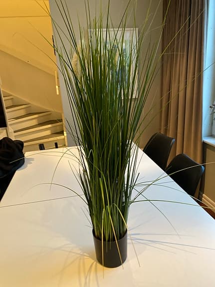 Konstväxt Gräs i svart kruka
