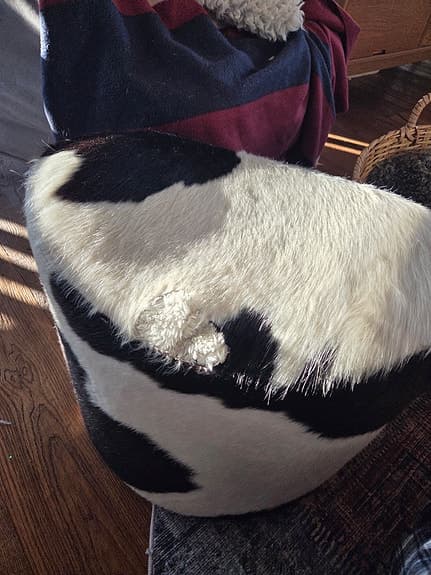 Sällsynt koskinnspall