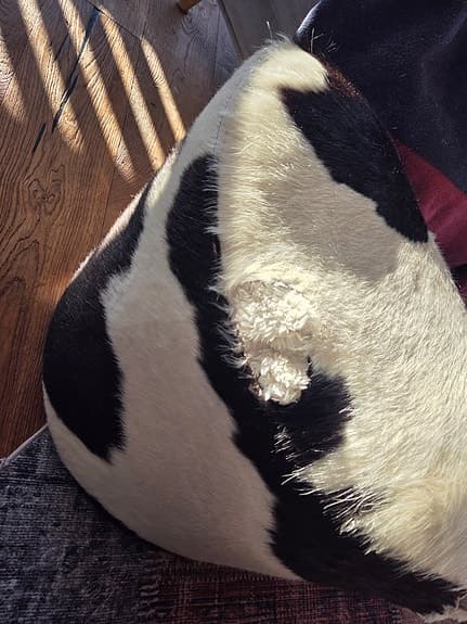 Sällsynt koskinnspall