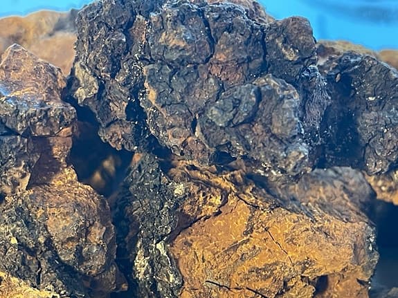 1kg vinterplockad & torkad chaga/sprängticka