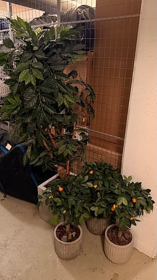 Plastväxter