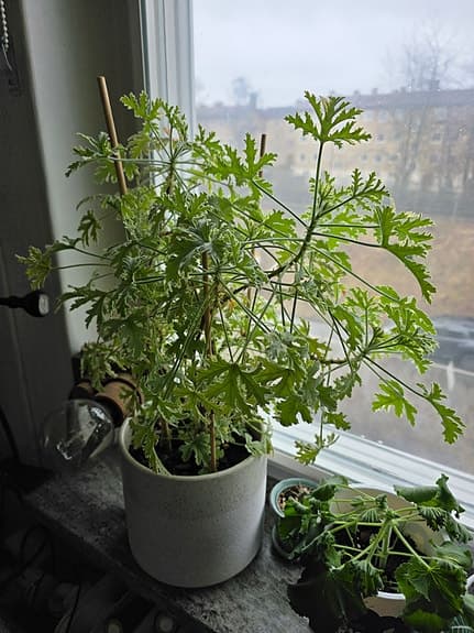 Krukväxt: Dr. Westerlund -Pelargonium Lady Plymouth