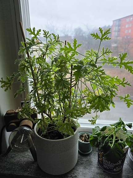 Krukväxt: Dr. Westerlund -Pelargonium Lady Plymouth