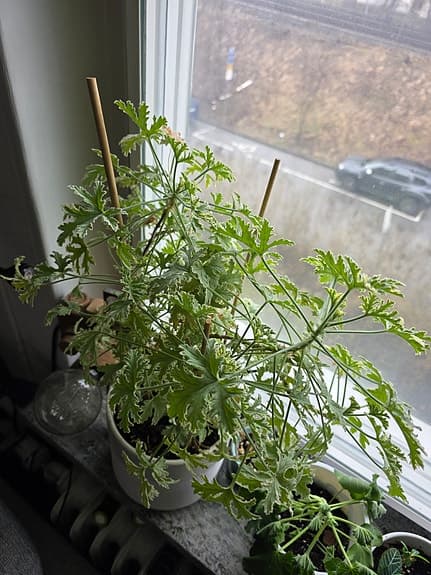 Krukväxt: Dr. Westerlund -Pelargonium Lady Plymouth