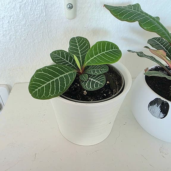 Krukväxt: Skvättiväg - Euphorbia leuconeura