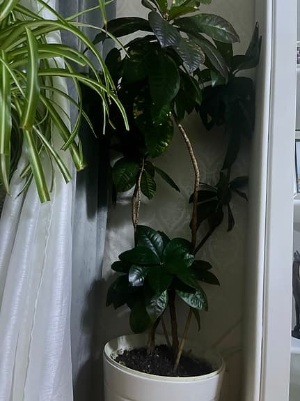 Stor inomhusväxt med gröna blad, ingår kruka med!