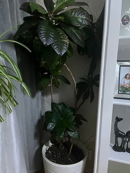 Stor inomhusväxt med gröna blad, ingår kruka med!