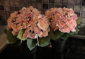 Krukväxt Hortensia 2 st