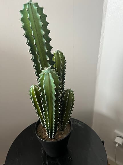 Konstgjorda kaktus  växt ca 53cm