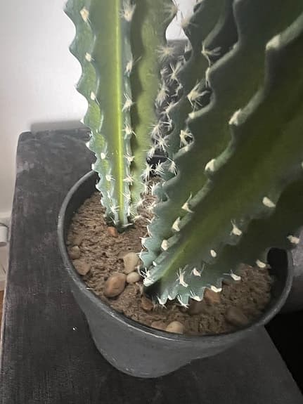 Konstgjorda kaktus  växt ca 53cm