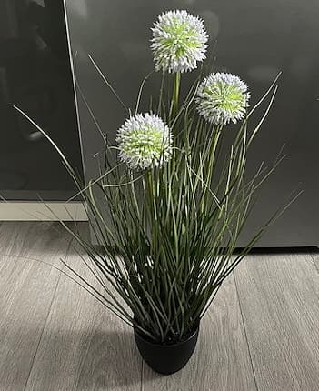 Konstväxt blomlök