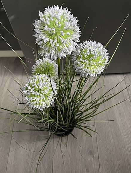 Konstväxt blomlök