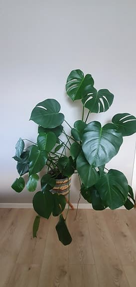 Monstera sticklingar