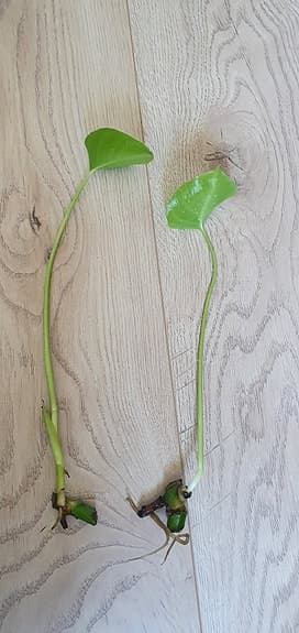 Monstera sticklingar