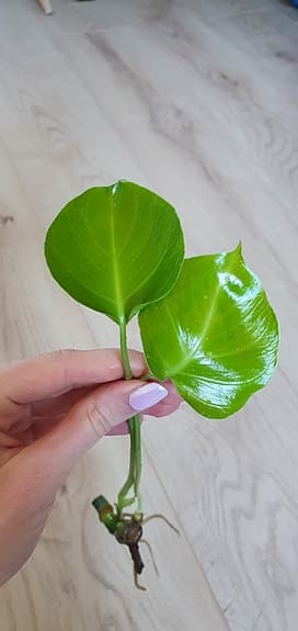 Monstera sticklingar