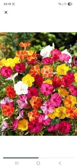 Underblomma-Mirabilis Jalapa 10 frön