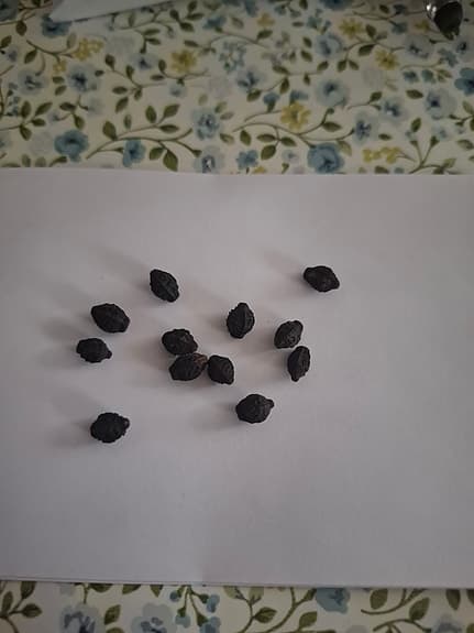 Underblomma-Mirabilis Jalapa 12 frön