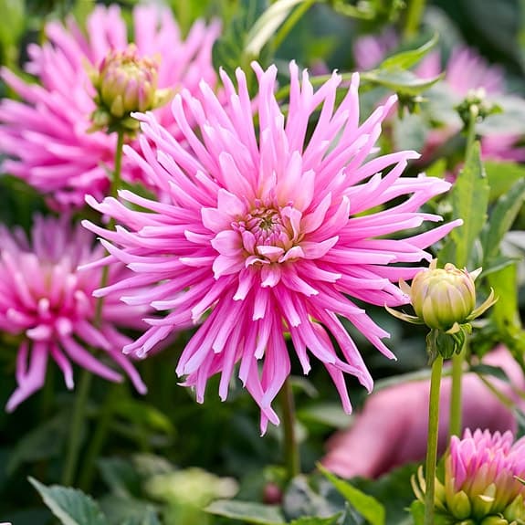 Dahlia Park Princessa frön rosa blomma 6 fön