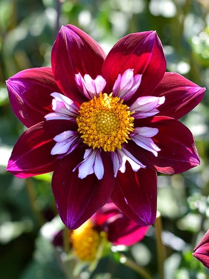 Dahlia Eefje 10 frön